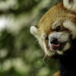 Panda roux dans la lumière de fin d’été