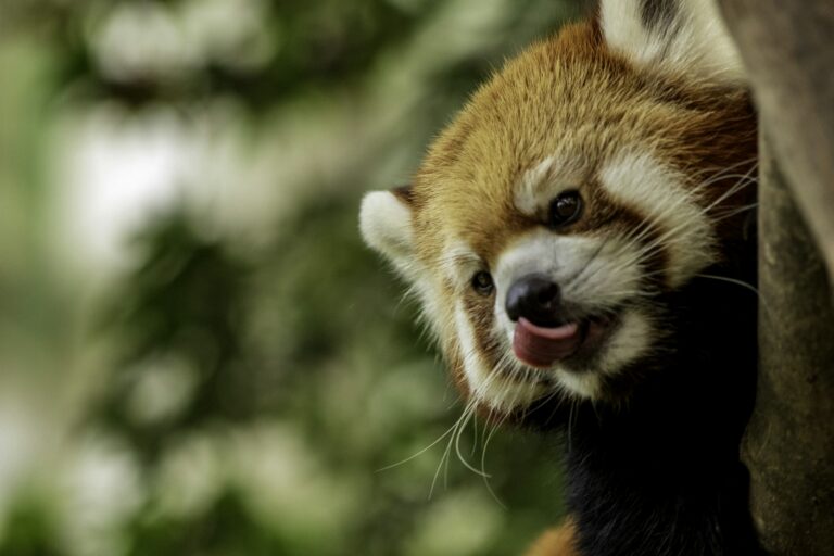 Panda roux dans la lumière de fin d’été