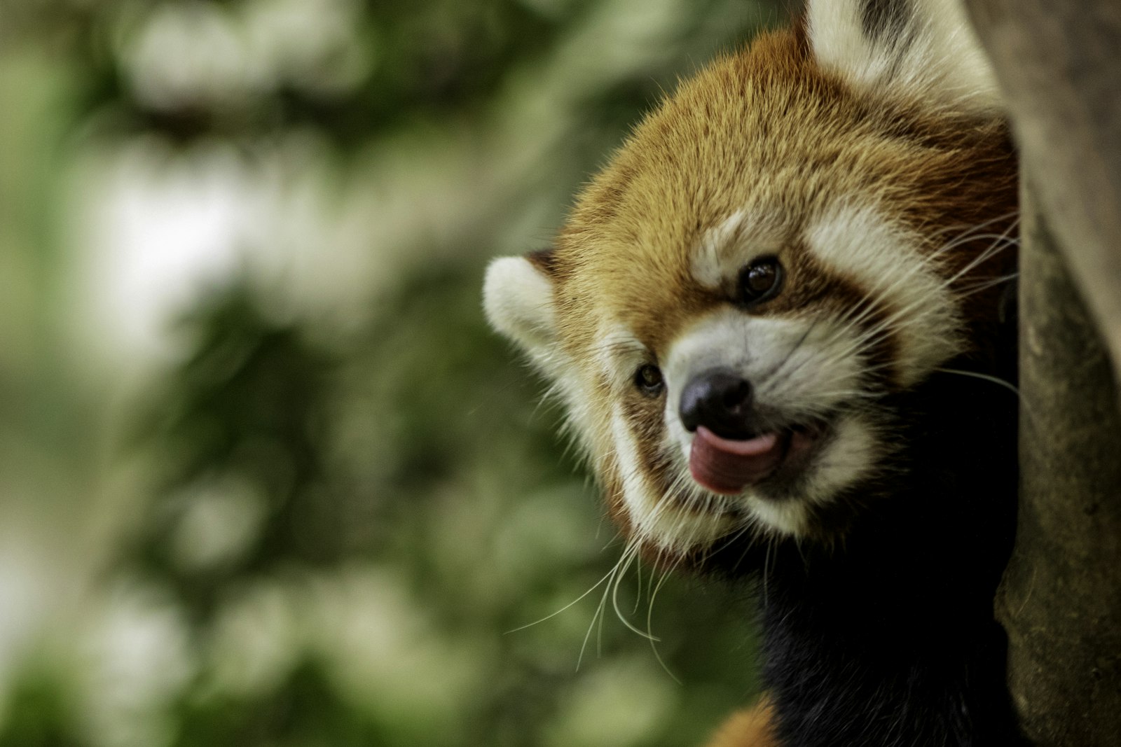 Panda roux dans la lumière de fin d’été